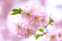 cherry-blossoms-g38ac5585b_1920